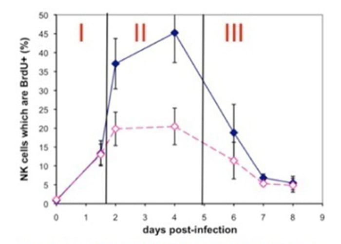 Three phases of viral-induced NK cell proliferation. NK cell undergo three distinct phases of MCMV-induced proliferation: an early, non-specific phase (I) during which Ly49H+ (blue line) and Ly49- (pink line) NK cells are non-selectively stimulated to divide, a second phase (II) of preferential proliferation of Ly94H+ NK cells, and a third phase (III) during which viral-induced NK cell proliferation wanes and the expanding population of NK cells contracts.